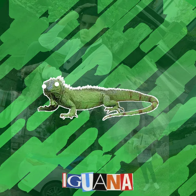 Iguana