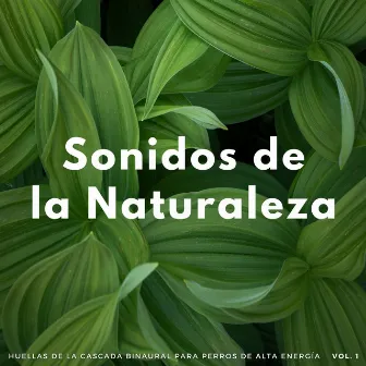 Sonidos De La Naturaleza: Huellas De La Cascada Binaural Para Perros De Alta Energía by Zona de relajación para perros