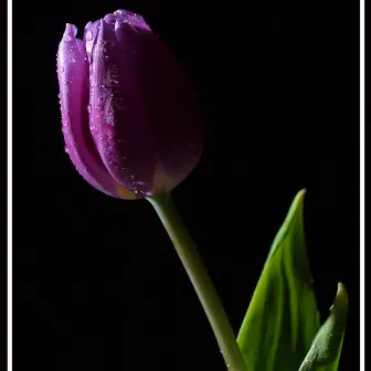 Purple Tulips by Rico Chopp