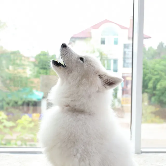 Dog Harmony Piano Nurtures