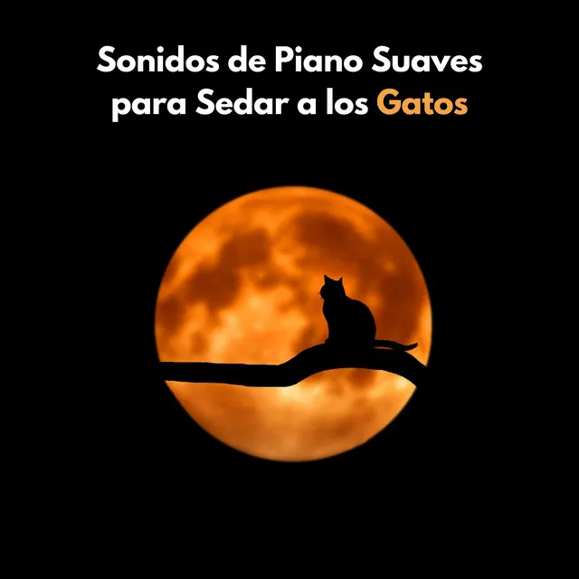 Sonidos De Piano Suaves Para Sedar A Los Gatos