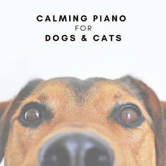 Calming Piano for Dogs & Cats by Music For Cats To Sleep To