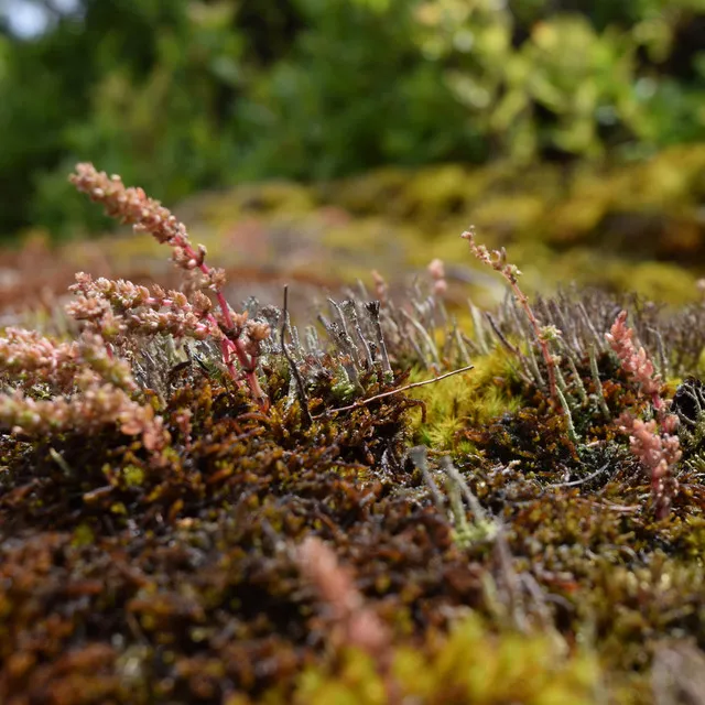 In Quiet Places Where the Moss Grows Green