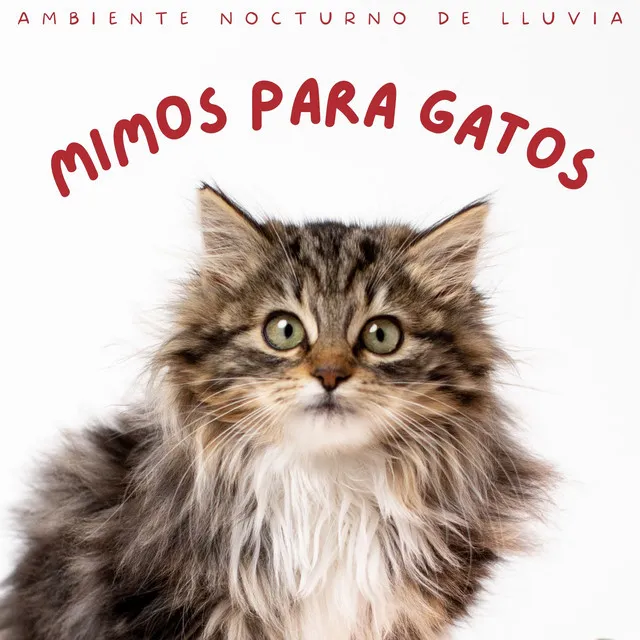 Mimos Para Gatos: Ambiente Nocturno De Lluvia