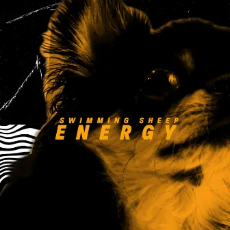 Energy by Swimming Sheep