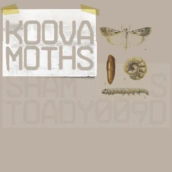 Moths by Koova