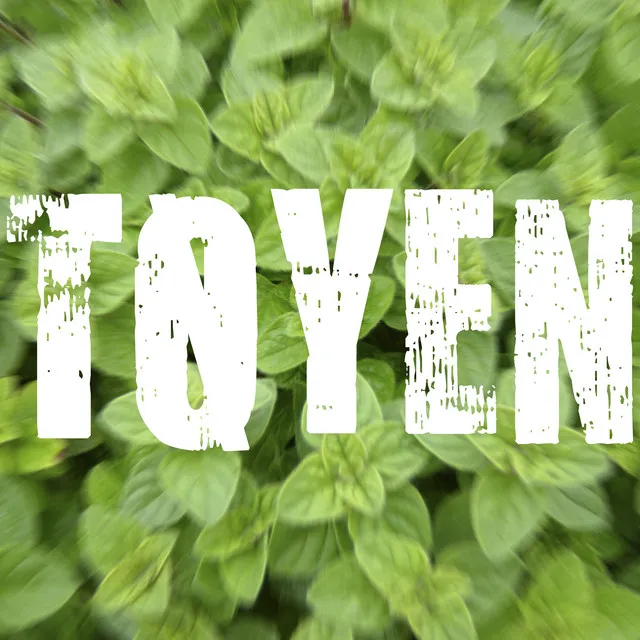 Tøyen oregano