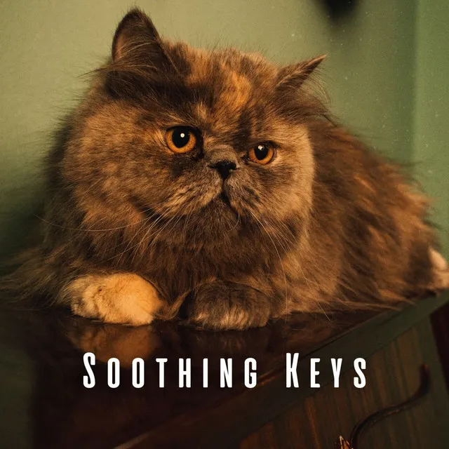 Soothing Keys: Piano Meditations for Relaxation with Cats