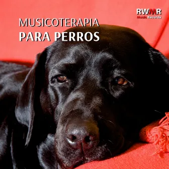 Musicoterapia para perros – Música de fondo para animales solos en casa, relajación, tranquilidad, sin miedo, melodías relajantes para reducir la ansiedad by RW Terapia de sonido