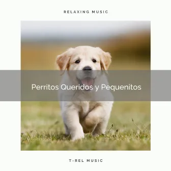 2021 Perritos Queridos y Pequenitos by Dog Radio 1