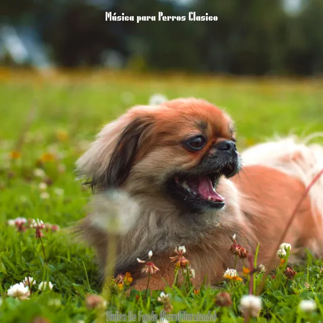 Musica De Fondo (Perros Durmiendo)