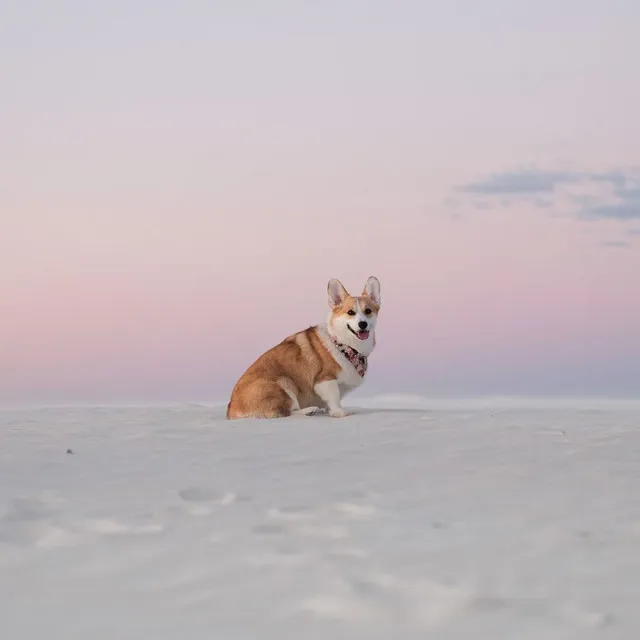 Tranquil Resonance: Music for Dogs' Calmness