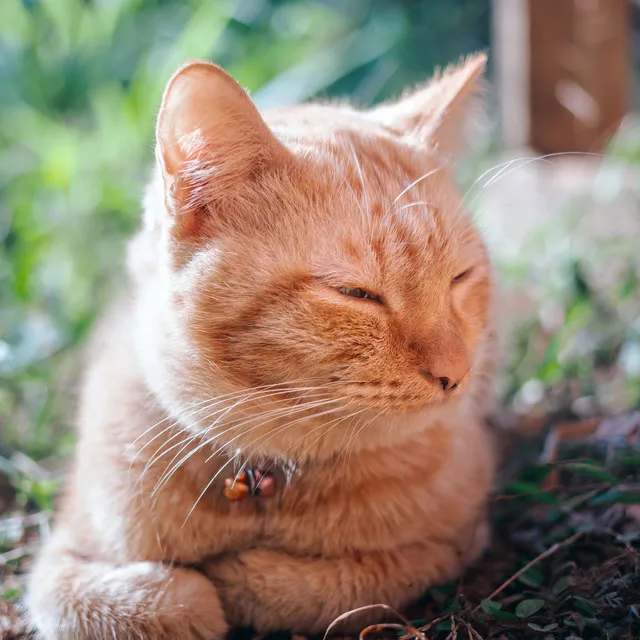 Bird Song and Purring Cats: Ambient Sound and Water Soundscapes