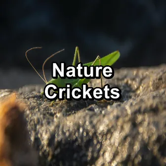 Nature Crickets by Crickets