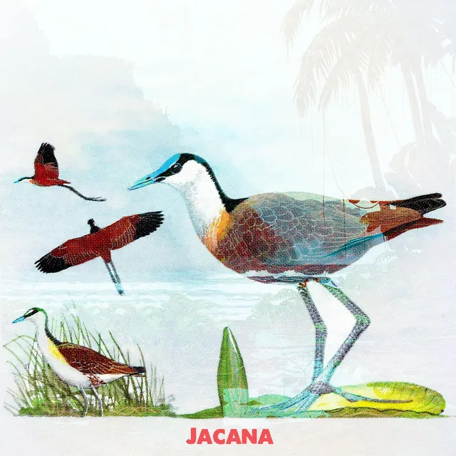 Jacana