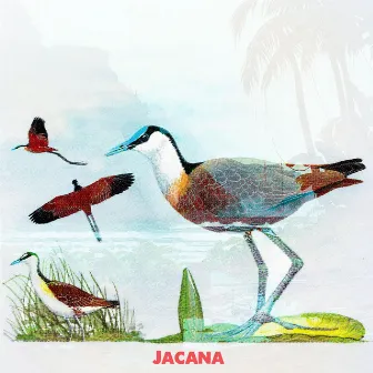 Jacana by Jiani