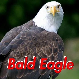 Bald Eagle by Chaz