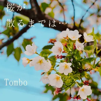 桜が散るまでは by Tombo