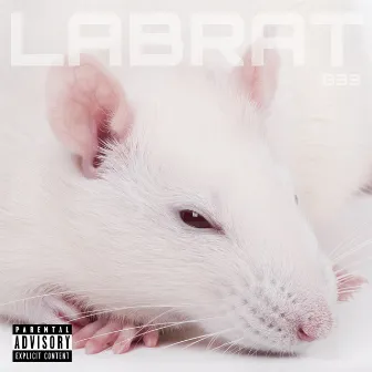 Lab Rat by G33