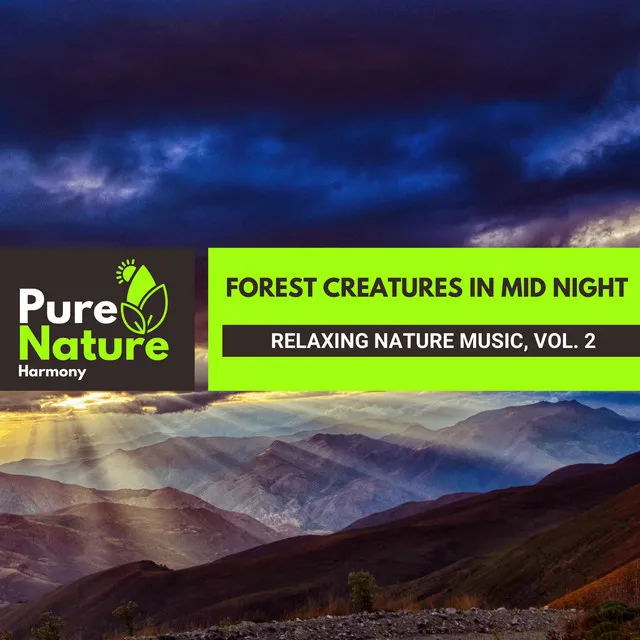 Gentle Coniferous Forest Evening