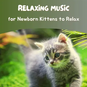 Relaxing Music for Newborn Kittens to Relax by Cat Whisper