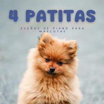 4 Patitas: Sueños De Piano Para Mascotas by Café francés Jazz