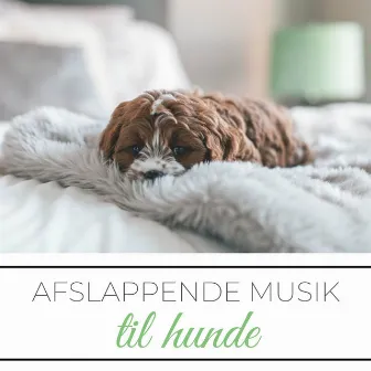 Afslappende Musik til Hunde: Musik til Slappe af Sove din Hund eller Kat by Hvid Hund