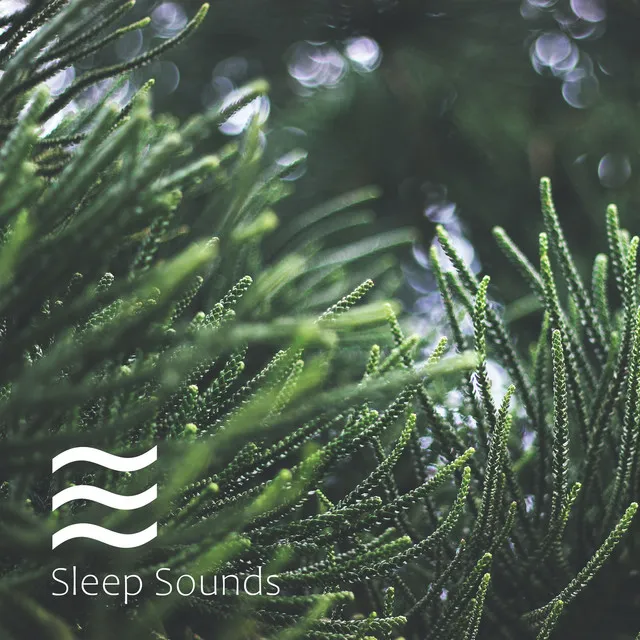 Soft Sounds of Natural Forest Noises for Yoga