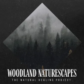 Woodland Naturescapes by Unknown Artist