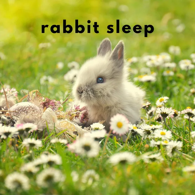 Rabbit Sleep