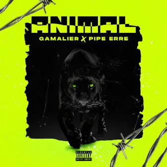 Animal by Pipe Erre