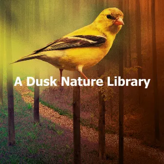 A Dusk Nature Library by Sleep Crickets