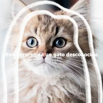 Enamorarse de un gato desconocido by Valentine's Day Music