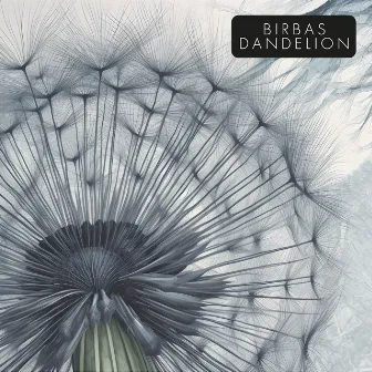 Dandelion by Panos Birbas