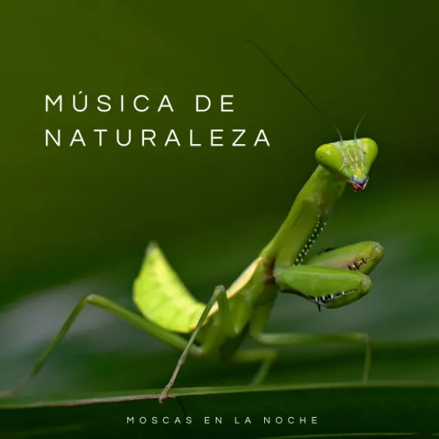 Música De Naturaleza