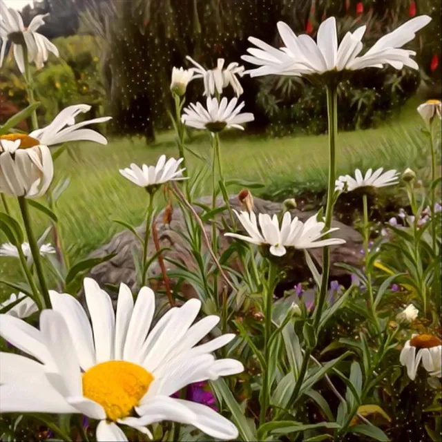 Flores Blancas