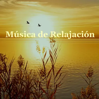 Música de Relajación para Meditar: Sonidos de lluvia para Dormir Bien, Música Instrumental para Vivir Bien by Musica Asiatica Relax