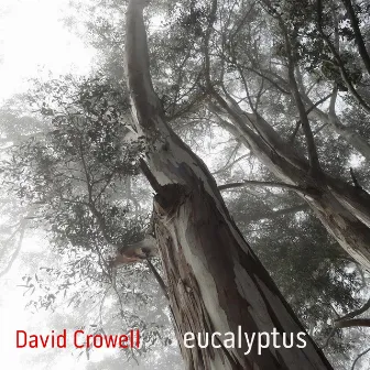 Eucalyptus by David Crowell