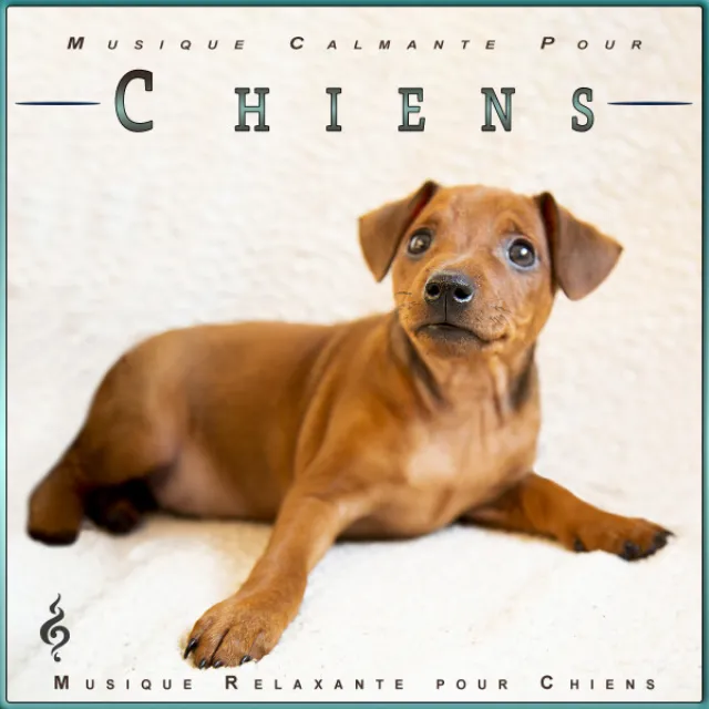 Musique Calmante Pour Chiens: Musique pour Le Sommeil