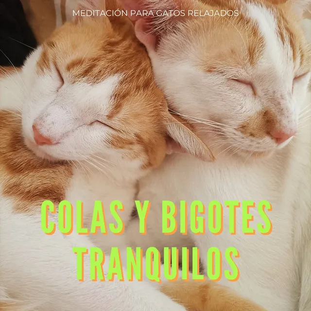 Colas Y Bigotes Tranquilos: Meditación Para Gatos Relajados