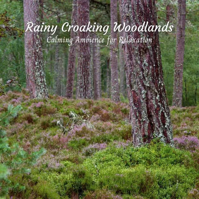 Rainy Croaking Woodlands: Calming Ambience for Relaxation