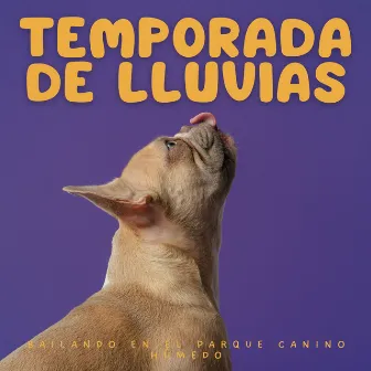 Temporada De Lluvias: Bailando En El Parque Canino Húmedo by Perros que se Quedan en Casa