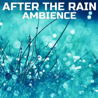 After the Rain Ambience by The Nature Sound