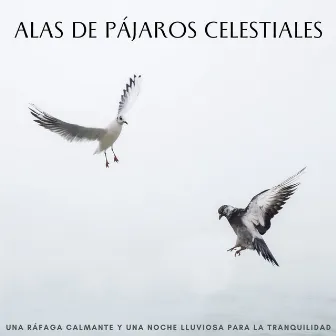 Alas De Pájaros Celestiales: Una Ráfaga Calmante Y Una Noche Lluviosa Para La Tranquilidad by Aves del bosque sueco