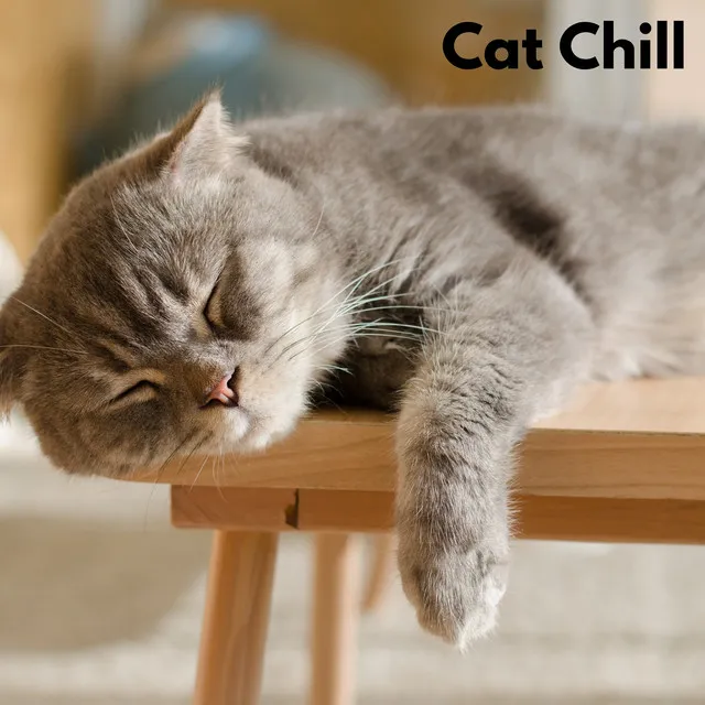 Cat Relax