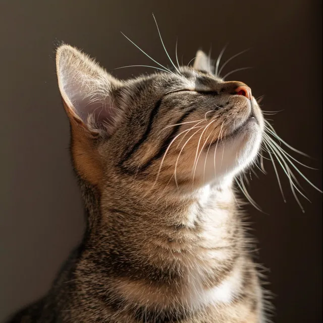 Calma Nocturna Para Gatitos