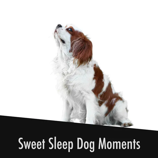 Heartwarming Dog Anxiety Buster