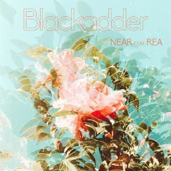 Near by Blackadder