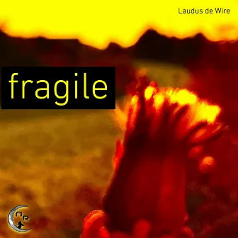 Fragile by Laudus de Wire