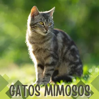 Gatos Mimosos: Música con Frecuencias Especiales para Que el Gato se Relaje by Unknown Artist